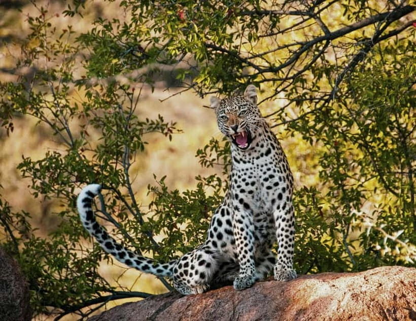 Jaipur: Jhalana leopard safari tour with hotel pickup & drop - Rules inside the reserve: what to pack (and what to leave behind)