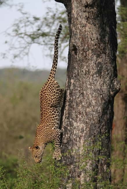 Jaipur: Jhalana leopard safari tour with hotel pickup & drop - Who this safari fits best