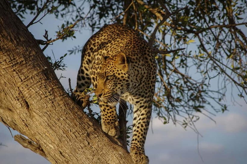Jaipur: Jhalana leopard safari tour with hotel pickup & drop - The 4x4 Jeep safari: how the search for leopards actually works