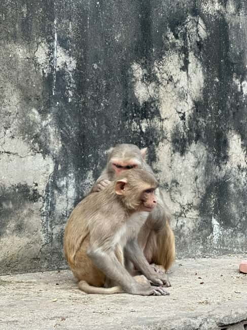 Jaipur: Monkey Temple and Sun Temple Guided Tour - Galta Ji (Monkey Temple): Springs, Kunds, Courtyards, and Old Stone Details