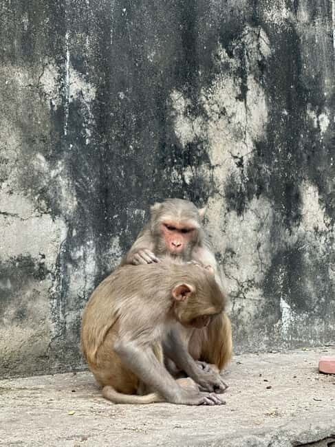 Jaipur: Monkey Temple and Sun Temple Guided Tour - Monkey Temple Safety Without Killing the Fun