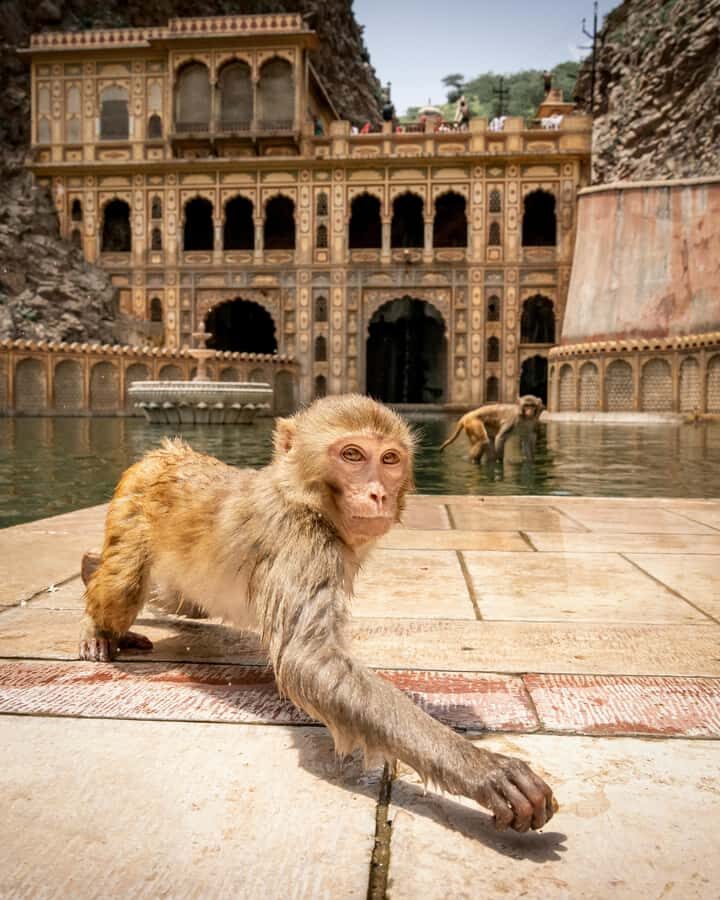 Jaipur: Private Full Day City Tour With Street Food - Private Tuk Tuk for tight turns between Jaipur’s top sights