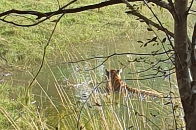 Jaipur Ranthambore Full Day Private Tour - Jaipur pickup (Sindhi Camp area) and the 3-hour drive to Sawai Madhopur