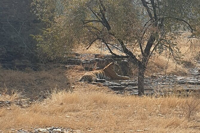 Jaipur Ranthambore Full Day Private Tour - What to ask your driver before you roll out