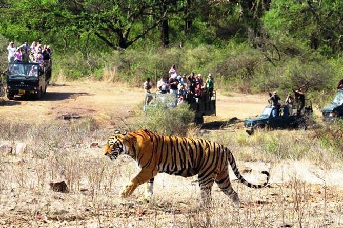 Jaipur Ranthambore Same Day Tour (Ask us on Email before booking) - Jaipur to Ranthambore in one day: what 10 hours really means