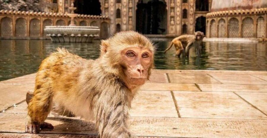 Jaipur sightseeing tour with monkey temple (Galta ji temple) - Key things you’ll notice on this Jaipur tour