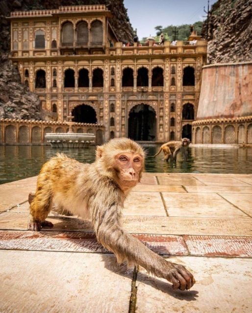Jaipur sightseeing tour with monkey temple (Galta ji temple) - Private Jaipur sightseeing from the moment you’re picked up