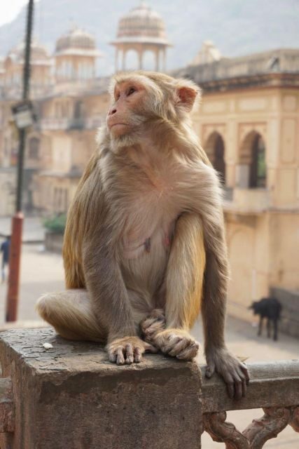 Jaipur sightseeing tour with monkey temple (Galta ji temple) - Hathi Gaon: a breather before the lake and city sights