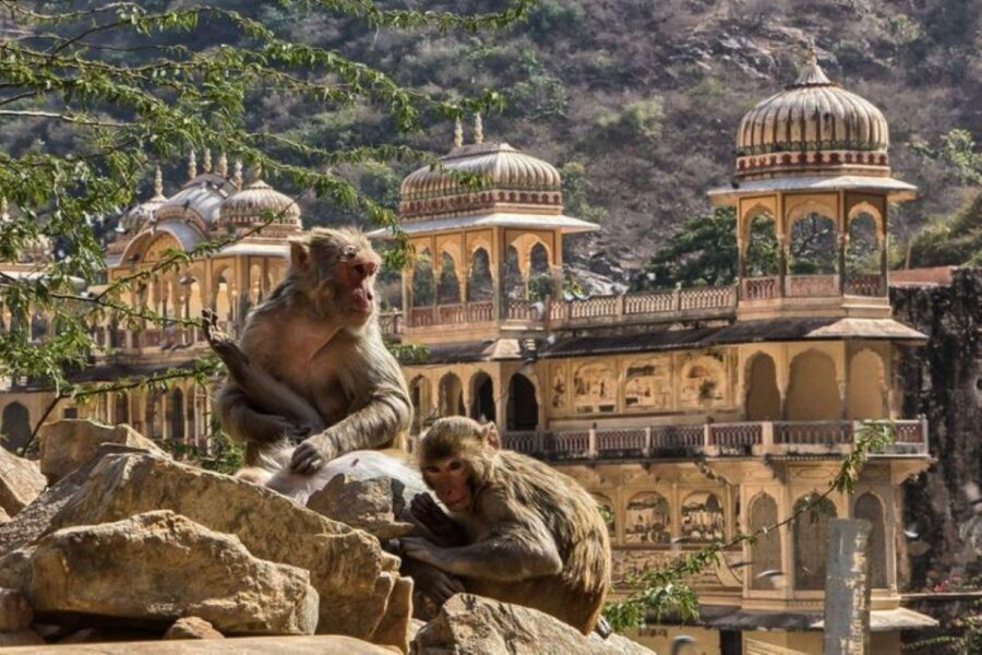 Jaipur sightseeing tour with monkey temple (Galta ji temple) - Shopping in Jaipur: use the one-hour window wisely