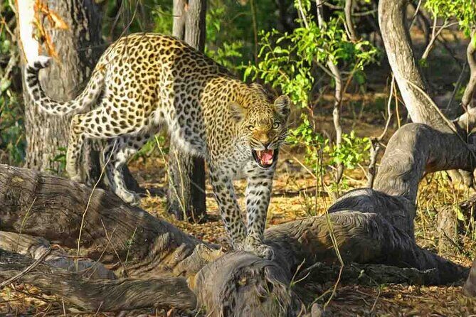 Jaipur to Jhalana Leopard reserve Private Day Trip All Inclusive - Quick highlights