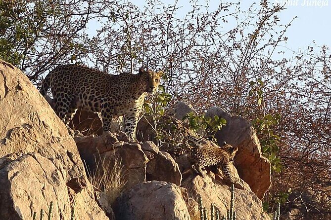 Jaipur to Jhalana Leopard reserve Private Day Trip All Inclusive - Jaipur to Jhalana: what makes this safari worth your time