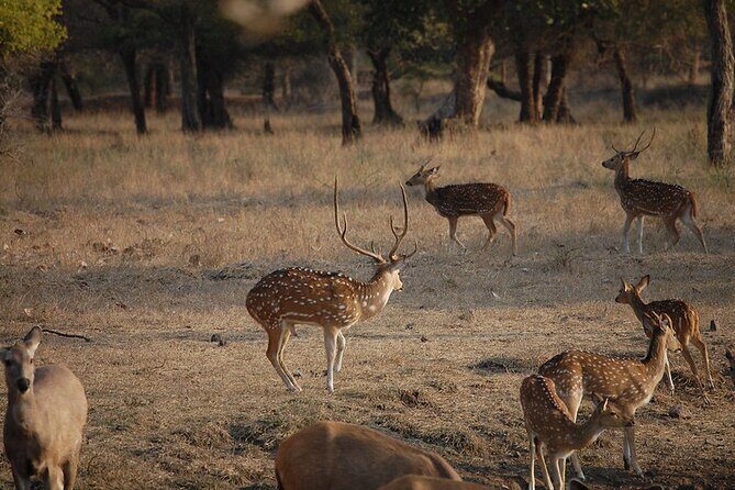 Jaipur to Ranthambore National Park Private One Day Trip - Jaipur to Ranthambore in 12 hours: a practical “real wildlife” plan