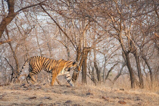 Jaipur to Ranthambore National Park Private One Day Trip - What you might see (and how to be ready for the day)