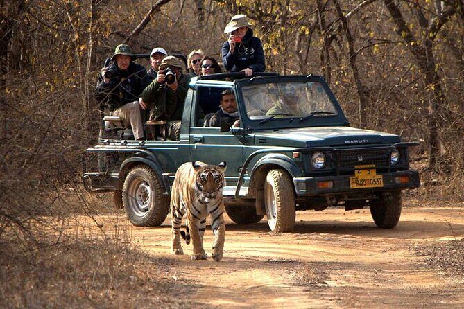 Jaipur to Ranthambore National Park Private One Day Trip - Pickup at 09:00 and the ride comfort that actually matters