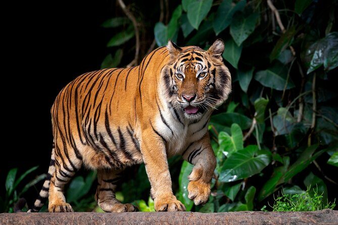 Jaipur to Ranthambore Tiger reserve Safari Day trip All Inclusive - The Safari Window: Shared Canter/Gypsy + a Real Naturalist