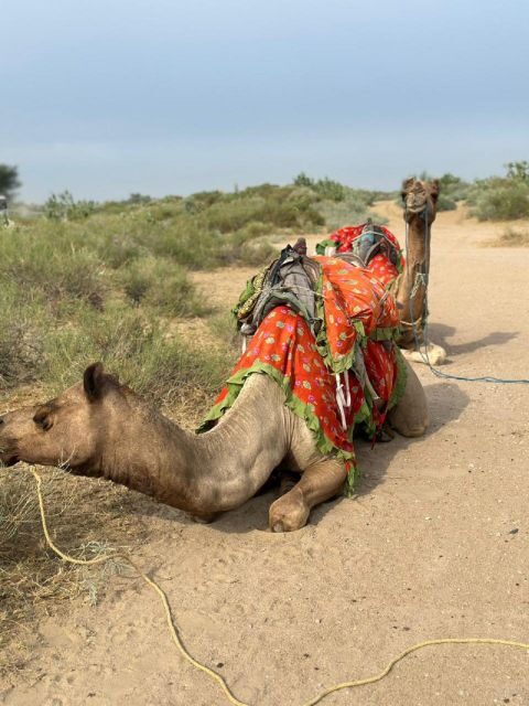 JAISALMER : DESERT EXPERIENCE SLEEPING UNDER THE STAR - Key things I think you’ll remember most