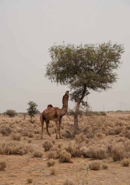 Jaisalmer: Experience a Luxury Desert Camping - Tea at the Desert Edge and the Sunset Camel Ride for One Full Hour