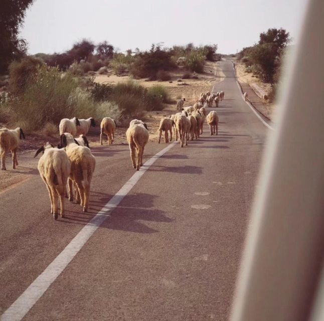 James Desert Experience - Jaisalmer To The Thar: What Makes This Overnight Desert Plan Work
