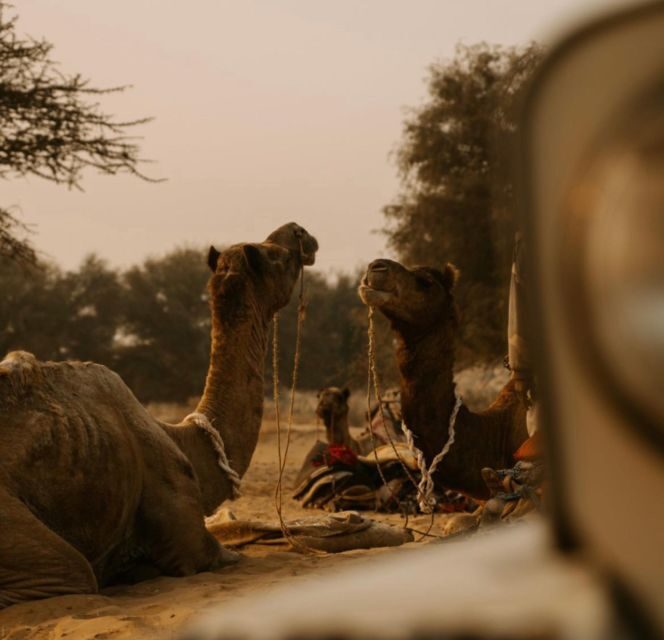 James Desert Experience - The Long Camel Safari, Oasis Moments, And Village Culture