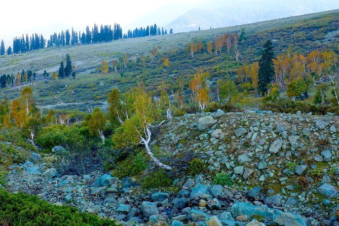 Jammu & Kashmir Valley Tour - Timing tips: where snow and tulips can meet the plan