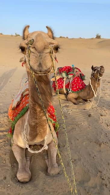 Jeep & Camel Ride, Musical Evening in The Desert Luxury Camp - The Real Win Here: You’re Not Rushed Into the Camel Ride