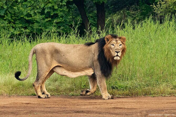 Jeep Safari: A Skip the line access to Devalia Safari Park India - Key Things to Know Before You Go