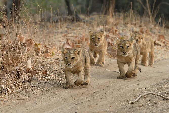 Jeep Safari: A Skip the line access to Devalia Safari Park India - Devalia Safari Park: A Smart Jeep Option in Sasan Gir