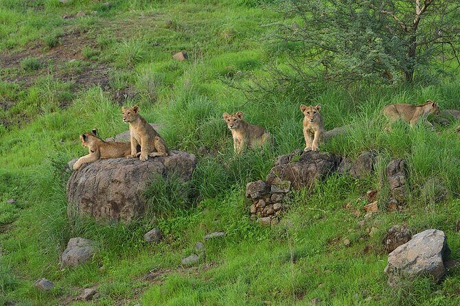Jeep Safari: A Skip the line access to Devalia Safari Park India - The Jeep Safari Format: About 55 Minutes of Animal Watching