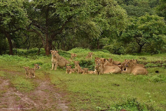 Jeep Safari: A Skip the line access to Devalia Safari Park India - What You Can Expect to See at Devalia (and How Likely It Feels)
