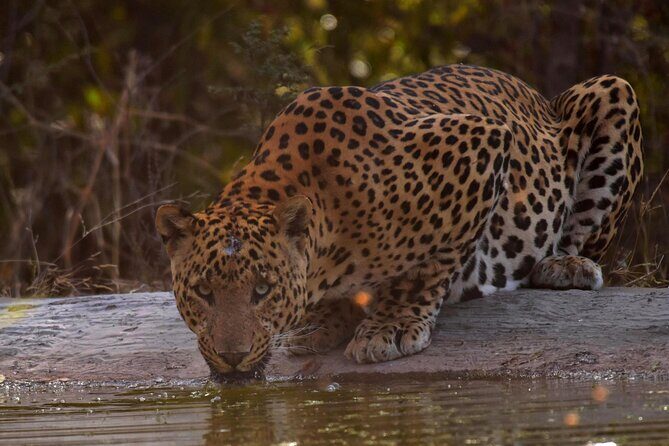 Jhalana Panther Safari Park Tour in Jaipur - How the 2.5-hour safari actually plays out