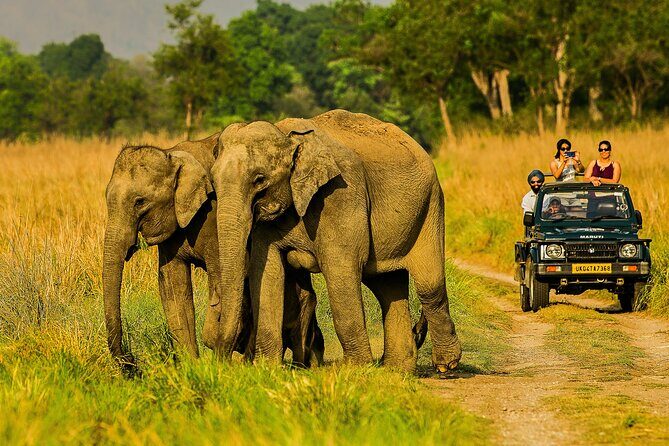 Jim Corbett Jeep Safari - Wildlife Adventure in National Park - Key Highlights You’ll Actually Care About