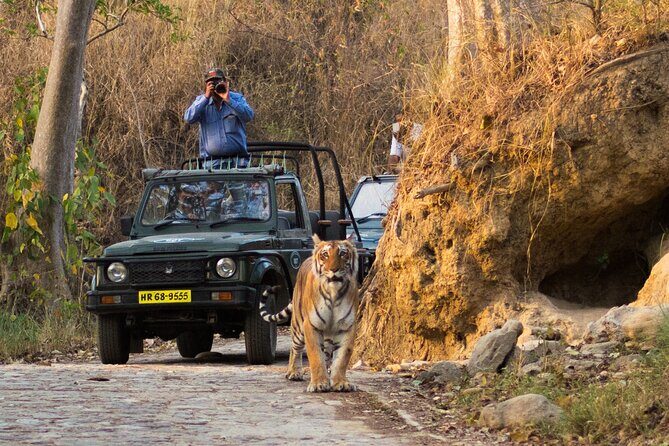 Jim Corbett Jeep Safari - Wildlife Adventure in National Park - Ramnagar Pickup and a Private Group Setup (Up to 6)