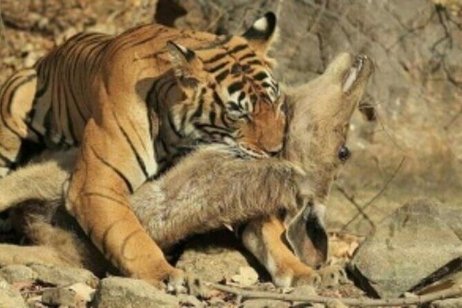 Jim Corbett Jeep Safari - Wildlife Adventure in National Park - Stop 1: Your Main Event in the Park (Plus a Short Break)