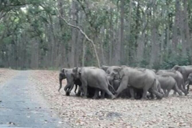 Jim Corbett Jeep Safari - Wildlife Adventure in National Park - What’s Included (So You Can Budget Like an Adult)