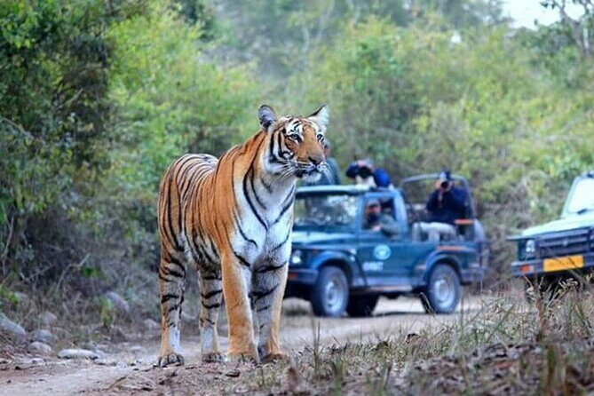 Jim Corbett Jeep Safari - Wildlife Adventure in National Park - What You Might See Inside Jim Corbett National Park