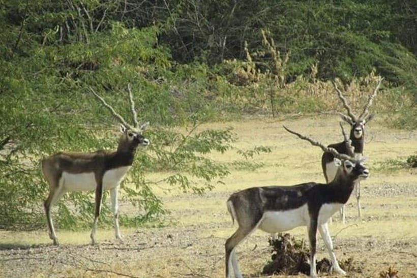 Jodhpur Bishnoi Village Safari Half Day Tour - Entering Guda Bishnoiyan: Desert Wildlife and the Crane Connection