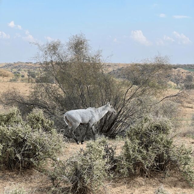 Jodhpur Desert Camel Safari With Cooking Class With Sumer - Mandore Garden on the way back: a likely bonus stop