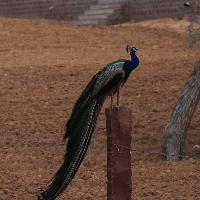Jodhpur Desert Camel Safari With Cooking Class With Sumer - The value at about $32: why this price works (and for whom)
