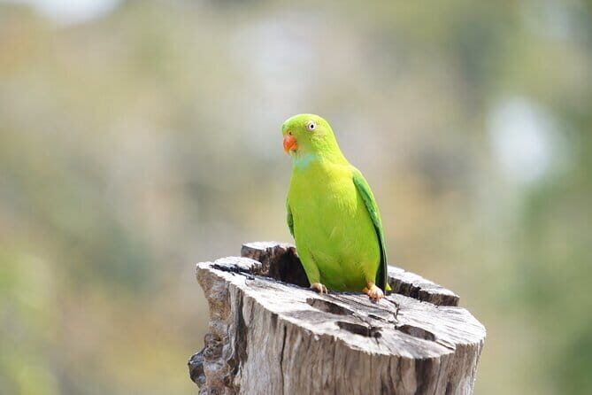 Kalapathar Sunrise, Birdwatching and Village Tour - Birdwatching on Havelock’s coastal forests: what you’ll do