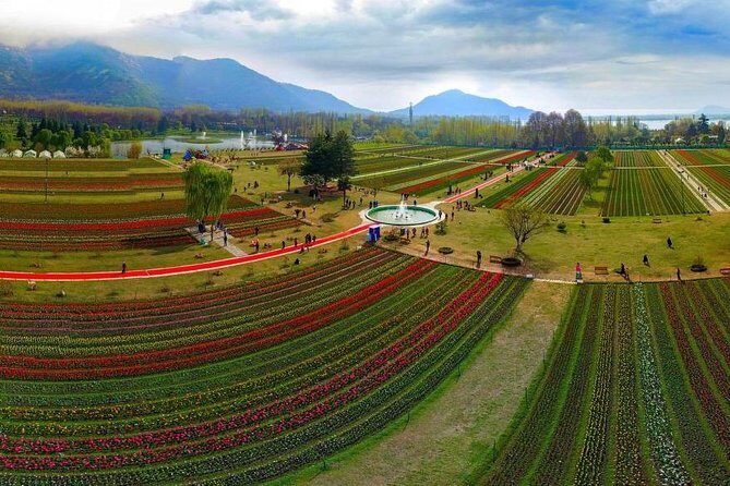 Kashmir Tulip Festival - Srinagar Tulip Garden Day: Mughal Gardens, Shikara Views, and That April Flower Show