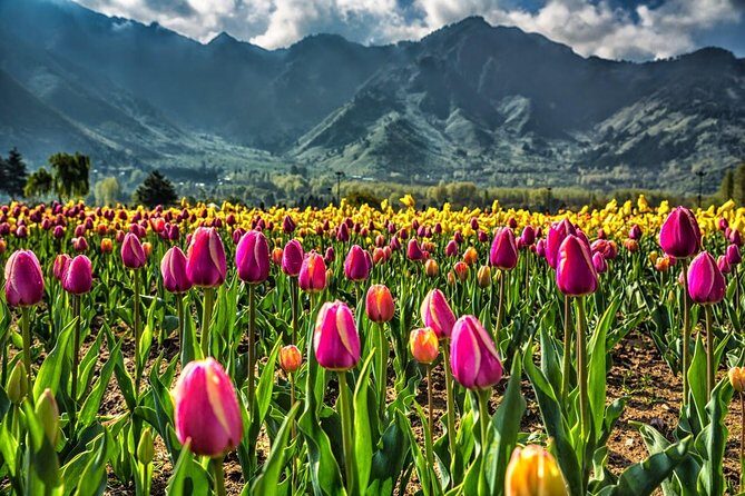 Kashmir Tulip Festival - Transfers and 3-Star Base in Srinagar: The Value of Not Running the Trip Yourself