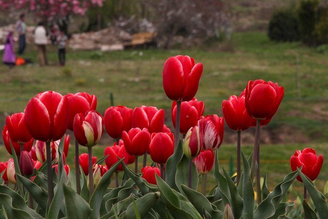 Kashmir Tulip Festival - What Kind of Traveler This Fits Best (and Who Might Reconsider)