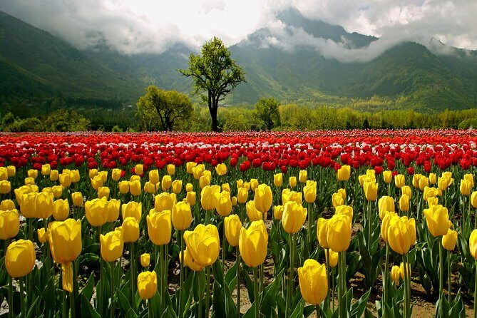 Kashmir Tulip Festival - Day 2 to Sonamarg: The Meadow of Gold and Thajiwas Glacier Pony Option