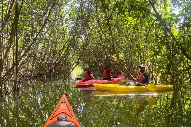 Kayaking in Mangrove Forest of Paravur Backwaters near Varkala and Kollam - Key things that make this kayaking trip worth it