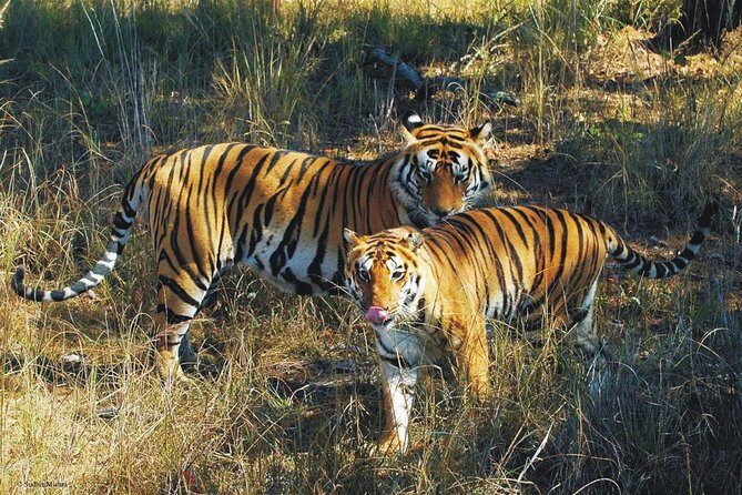 Kaziranga Indian Big Five Wildlife Tour - Key Highlights to Know Before You Go