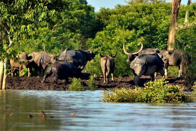 Kaziranga Indian Big Five Wildlife Tour - Day 3: Kaziranga to Guwahati or Tezpur, With the Trip’s Final Stretch