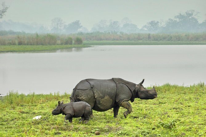 Kaziranga Indian Big Five Wildlife Tour - Day 1: Getting From Guwahati or Tezpur to Your Kaziranga Base