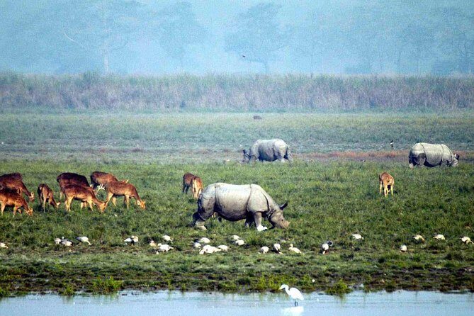 Kaziranga National Park & Guwahati - Day 2: Kaziranga safaris across ranges, then unwind with dinner