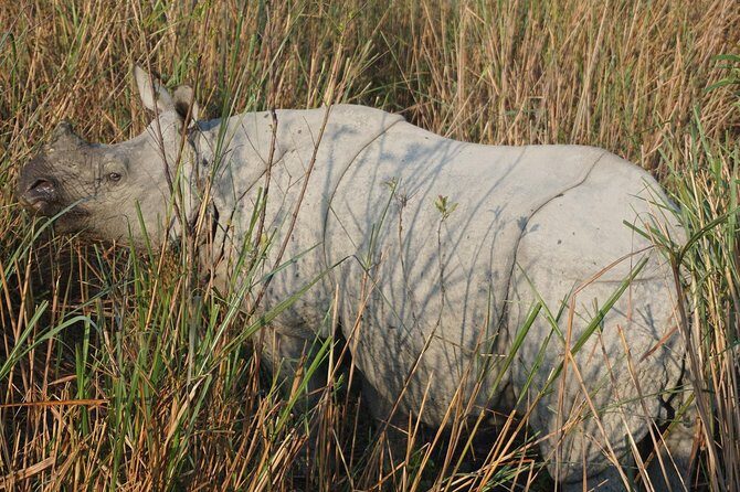 Kaziranga National Park & Guwahati - The wildlife part: rhinos, elephants, birds, and realistic expectations