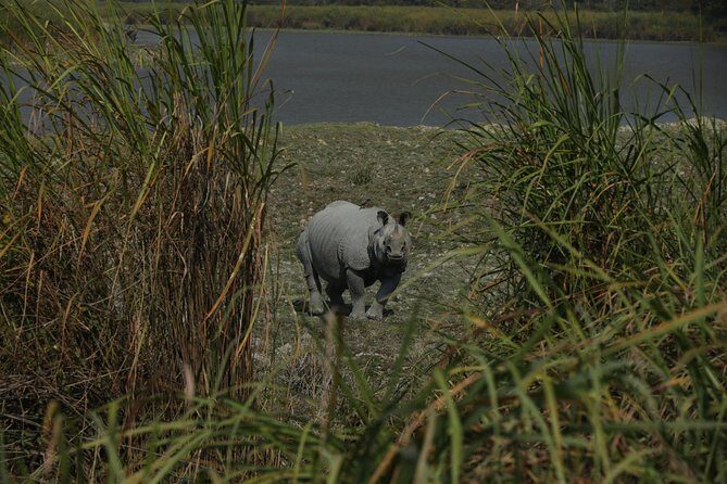 Kaziranga National Park & Guwahati - Day 1: arrival, transfer, and an easy first night in Kaziranga